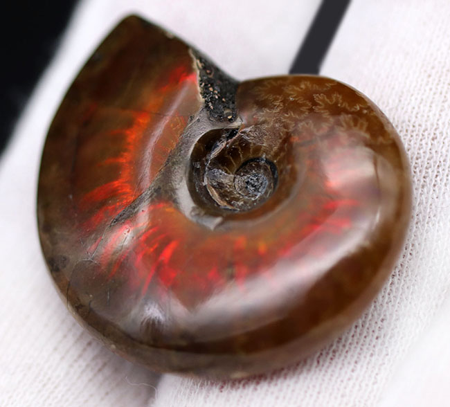 情熱の赤！マダガスカル産の遊色アンモナイト、クレオニセラス