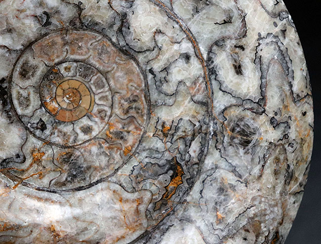 直径最大部１５センチに達する特大サイズのゴニアタイト（Goniatite）の化石。アンモナイトの祖先。（その3）