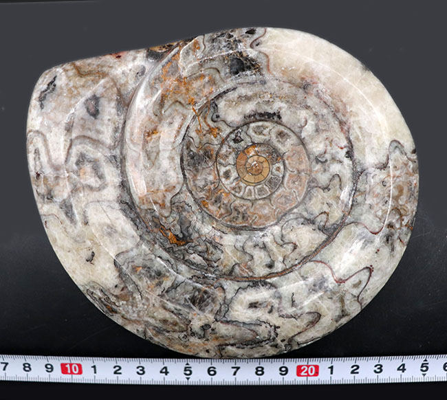 直径最大部１５センチに達する特大サイズのゴニアタイト（Goniatite）の化石。アンモナイトの祖先。（その8）