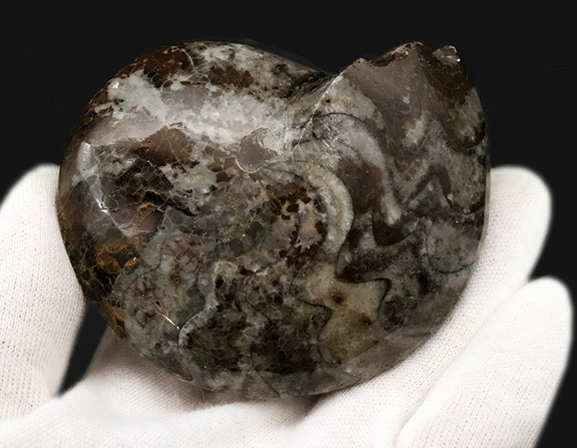 珍しい!両面ともに保存された分厚く、大きなゴニアタイト(Goniatite)の完全体標本(その2)