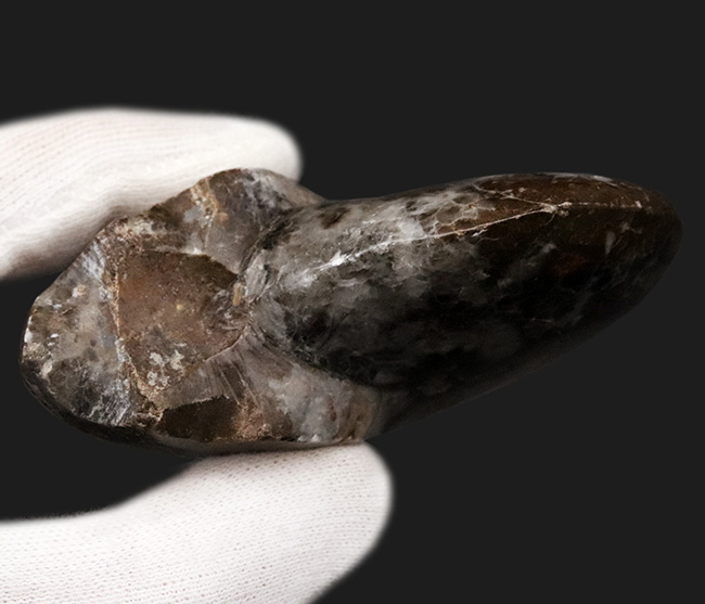 珍しい!両面ともに保存された分厚く、大きなゴニアタイト(Goniatite)の完全体標本(その6)