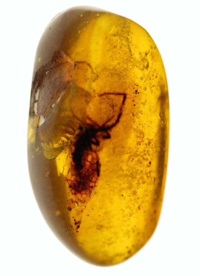 恐竜時代の古い古い琥珀、ビルマ琥珀。虫を内包しています。(その1)