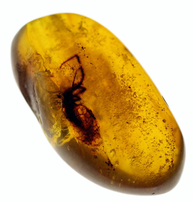 恐竜時代の古い古い琥珀、ビルマ琥珀。虫を内包しています。(その2)