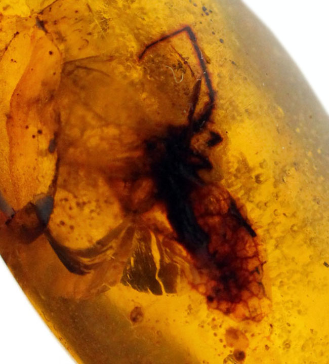 恐竜時代の古い古い琥珀、ビルマ琥珀。虫を内包しています。(その3)