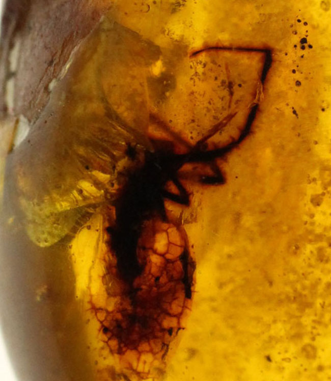 恐竜時代の古い古い琥珀、ビルマ琥珀。虫を内包しています。(その4)