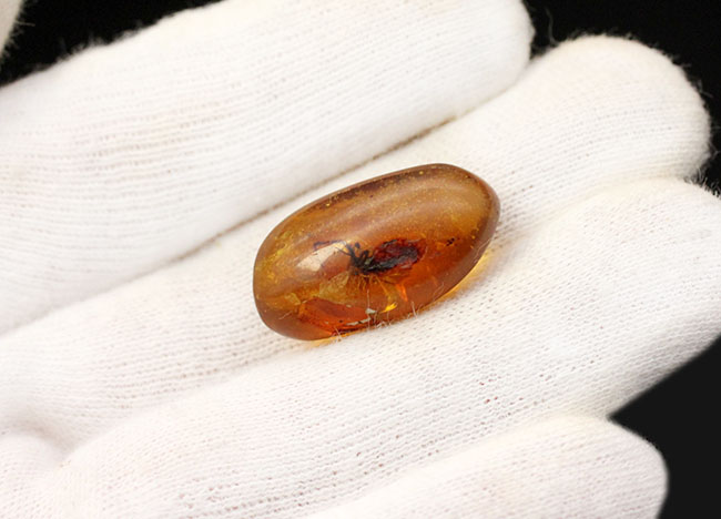 恐竜時代の古い古い琥珀、ビルマ琥珀。虫を内包しています。(その6)