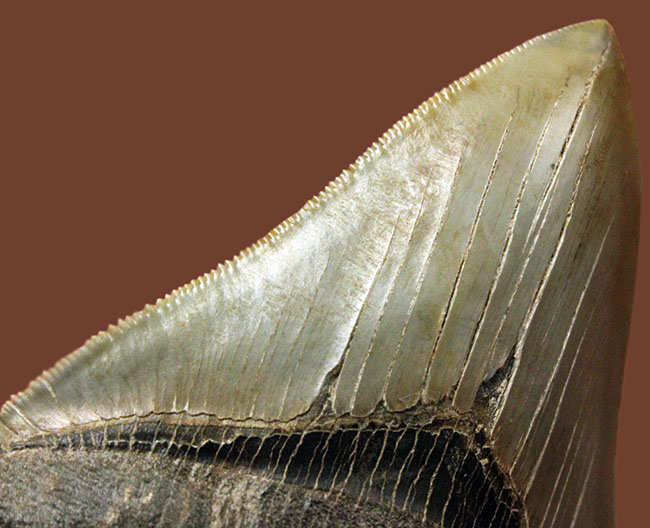 凄まじいセレーション。メガロドンのパーフェクトな歯化石（Carcharodon megalodon）。展示ケース付き、スタンド付き。（その1）