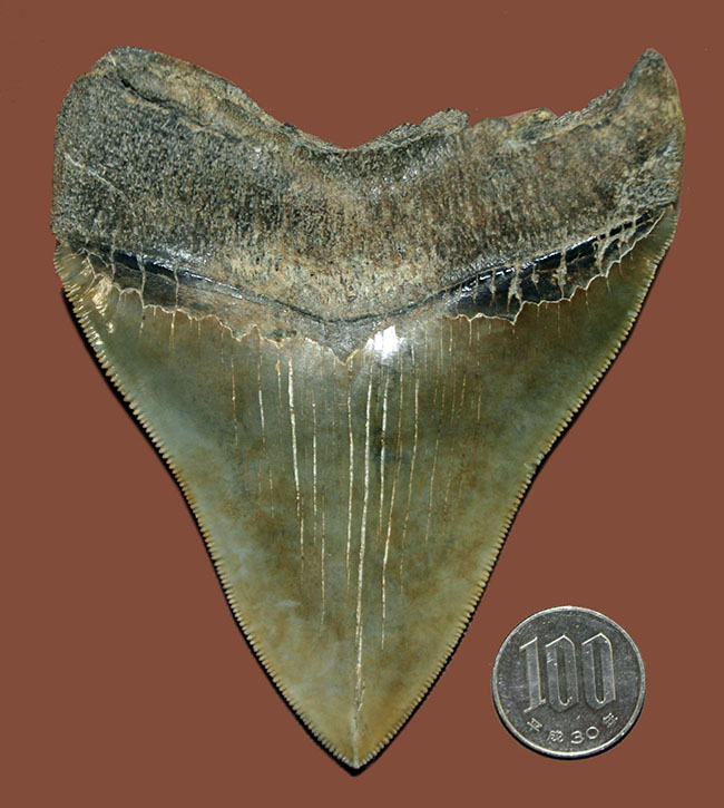 凄まじいセレーション。メガロドンのパーフェクトな歯化石（Carcharodon megalodon）。展示ケース付き、スタンド付き。（その11）