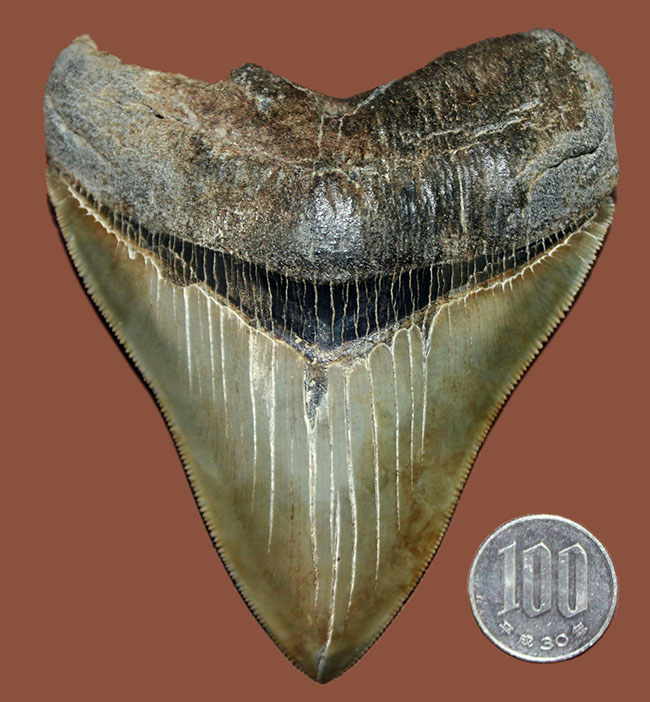 凄まじいセレーション。メガロドンのパーフェクトな歯化石（Carcharodon megalodon）。展示ケース付き、スタンド付き。（その12）