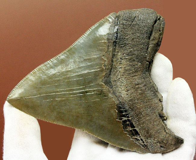 凄まじいセレーション。メガロドンのパーフェクトな歯化石（Carcharodon megalodon）。展示ケース付き、スタンド付き。（その3）