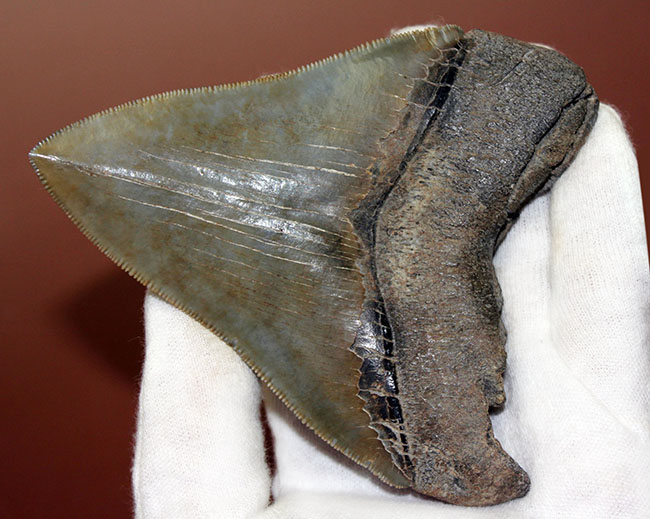 凄まじいセレーション。メガロドンのパーフェクトな歯化石（Carcharodon megalodon）。展示ケース付き、スタンド付き。（その9）