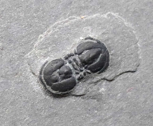 変わり種の三葉虫、ペロノプシス（Peronopsis interstrictus）の上質化石（その7）