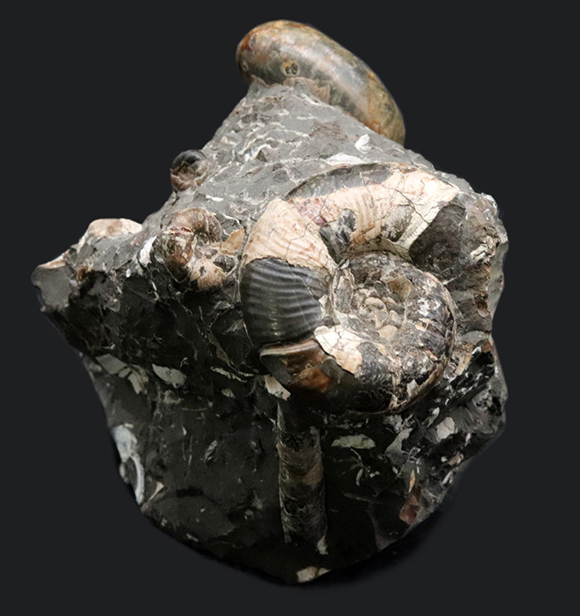 複数種が同居!北海道産のアンモナイトの群集化石(Ammonite)(その1)