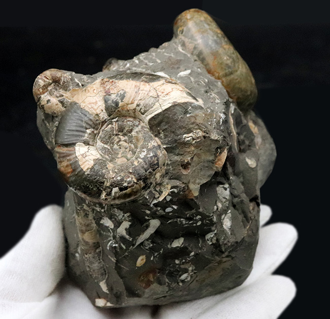 複数種が同居!北海道産のアンモナイトの群集化石(Ammonite)(その2)