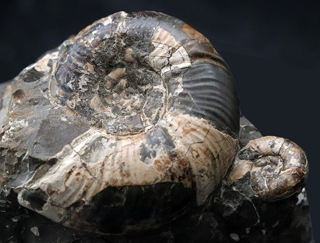 複数種が同居!北海道産のアンモナイトの群集化石(Ammonite)(その3)