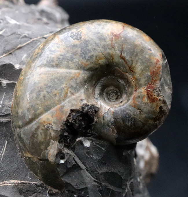 複数種が同居!北海道産のアンモナイトの群集化石(Ammonite)(その4)
