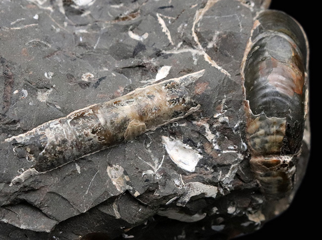 複数種が同居！北海道産のアンモナイトの群集化石（Ammonite）（その5）