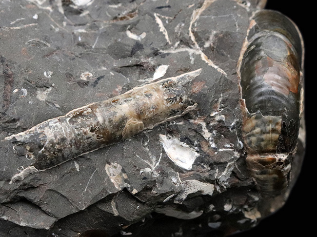 複数種が同居!北海道産のアンモナイトの群集化石(Ammonite)(その5)