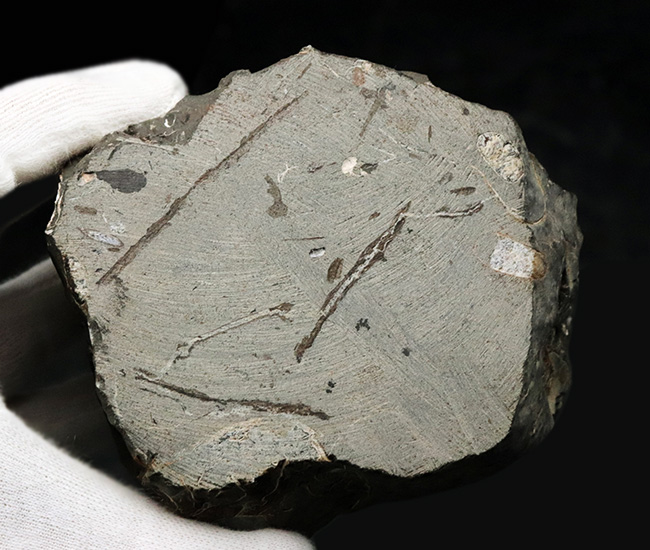 複数種が同居！北海道産のアンモナイトの群集化石（Ammonite）（その6）