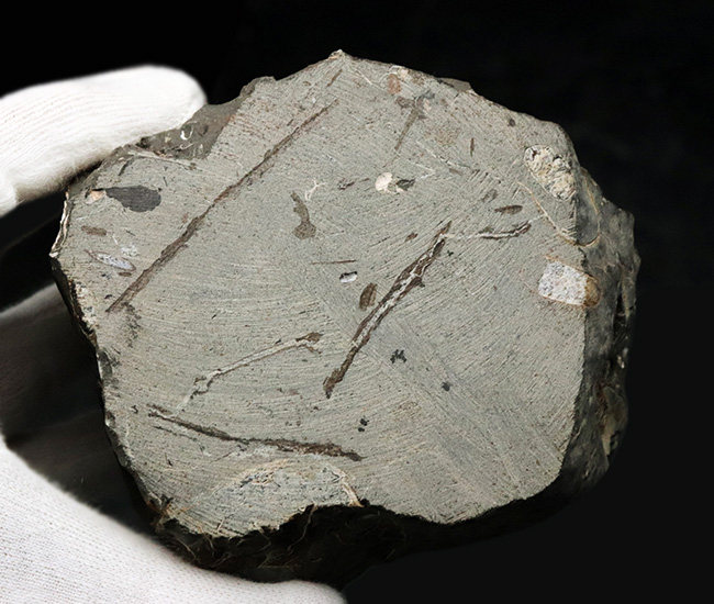複数種が同居!北海道産のアンモナイトの群集化石(Ammonite)(その6)