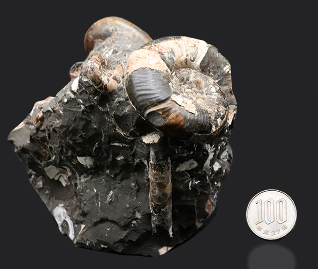 複数種が同居!北海道産のアンモナイトの群集化石(Ammonite)(その7)