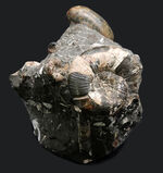 複数種が同居！北海道産のアンモナイトの群集化石（Ammonite）