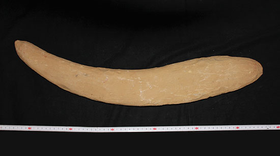 大きい!な、な、なんと・・・。60cmオーバー!ブラジル産の古代魚、ヴィンクティフェル。(その10)
