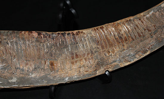 大きい!な、な、なんと・・・。60cmオーバー!ブラジル産の古代魚、ヴィンクティフェル。(その3)