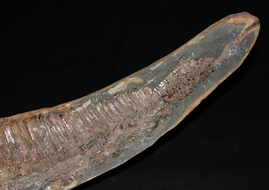 大きい!な、な、なんと・・・。60cmオーバー!ブラジル産の古代魚、ヴィンクティフェル。(その4)