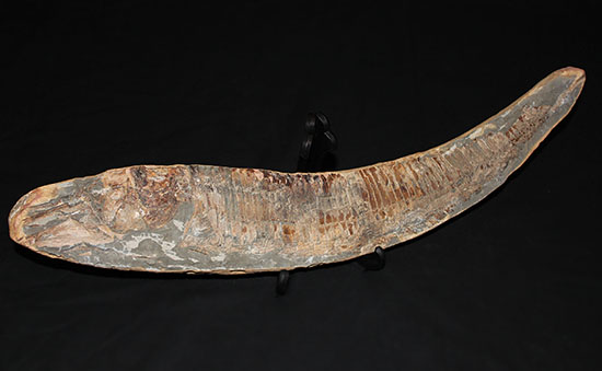 大きい!な、な、なんと・・・。60cmオーバー!ブラジル産の古代魚、ヴィンクティフェル。(その5)