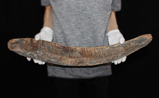 大きい!な、な、なんと・・・。60cmオーバー!ブラジル産の古代魚、ヴィンクティフェル。(その6)
