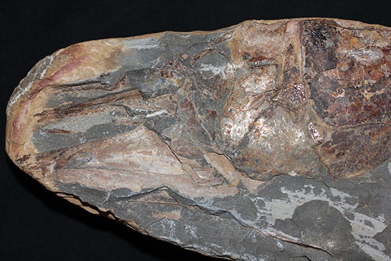大きい!な、な、なんと・・・。60cmオーバー!ブラジル産の古代魚、ヴィンクティフェル。(その7)