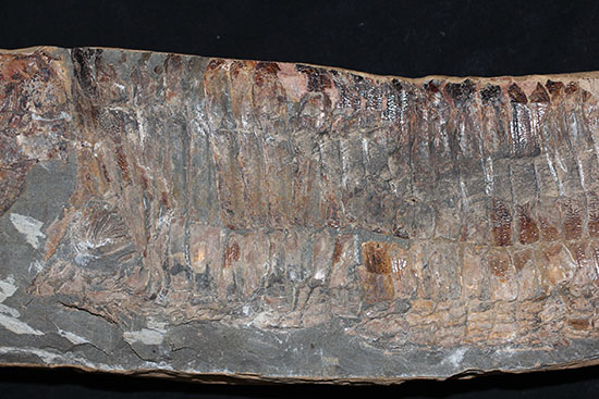 大きい!な、な、なんと・・・。60cmオーバー!ブラジル産の古代魚、ヴィンクティフェル。(その8)