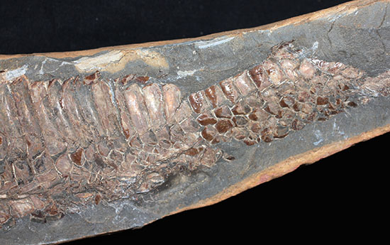 大きい!な、な、なんと・・・。60cmオーバー!ブラジル産の古代魚、ヴィンクティフェル。(その9)
