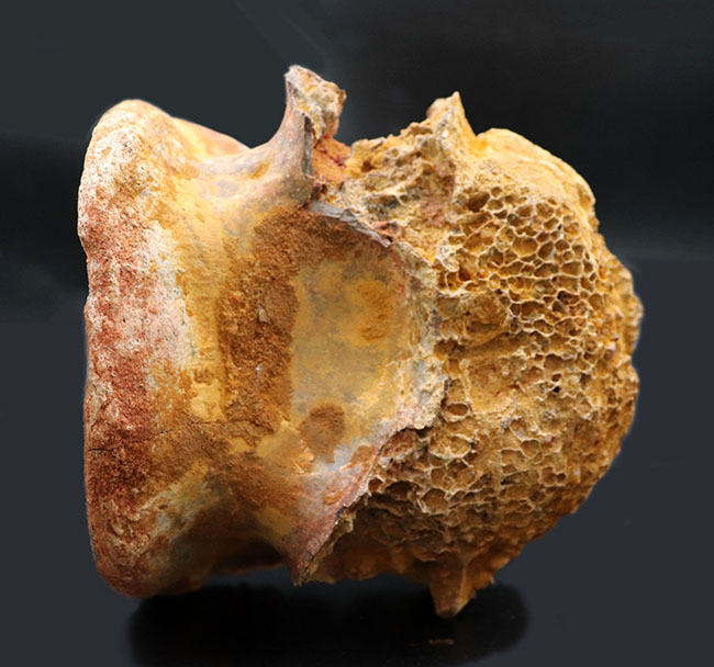 すごく希少☆価値のわかる方に是非☆化石☆4億年前