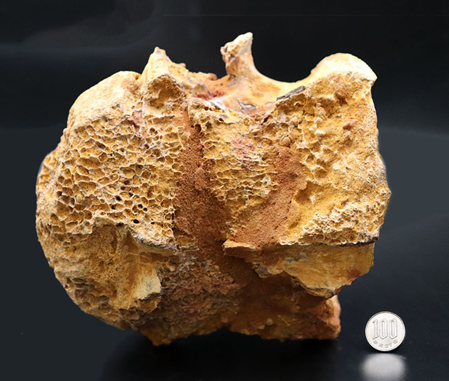 希少性マックス！国内の公立博物館で展示されていた極めて希少な化石