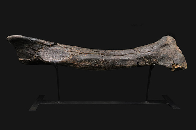 ２０１０年の国内ショーで登場した、個人コレクターが入手できる最高峰の品のひとつ！モリソンブラックを呈するジュラ紀の暴れん坊、ケラトサウルス（Ceratosaurus）の脛骨の化石。専用架台付き（その1）