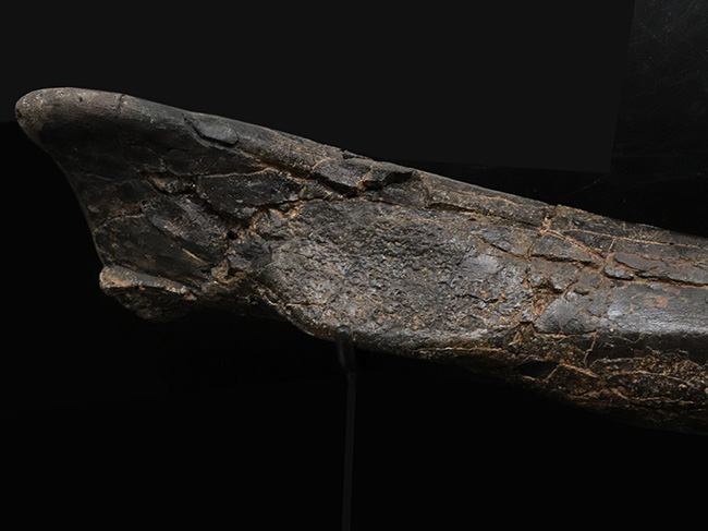 ２０１０年の国内ショーで登場した、個人コレクターが入手できる最高峰の品のひとつ！モリソンブラックを呈するジュラ紀の暴れん坊、ケラトサウルス（Ceratosaurus）の脛骨の化石。専用架台付き（その10）