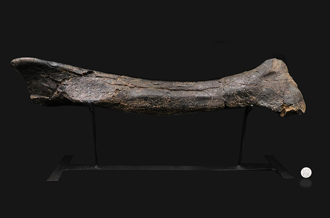 ２０１０年の国内ショーで登場した、個人コレクターが入手できる最高峰の品のひとつ！モリソンブラックを呈するジュラ紀の暴れん坊、ケラトサウルス（Ceratosaurus）の脛骨の化石。専用架台付き（その13）