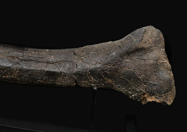 ２０１０年の国内ショーで登場した、個人コレクターが入手できる最高峰の品のひとつ！モリソンブラックを呈するジュラ紀の暴れん坊、ケラトサウルス（Ceratosaurus）の脛骨の化石。専用架台付き（その7）
