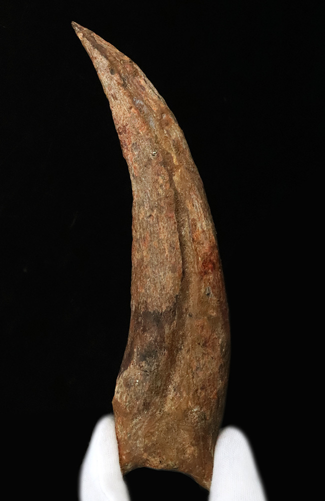 外弧計測20センチという衝撃……コレクションの中央に据えていただきたい！スピノサウルス（Spinosaurus）のハンドクロウ化石（その1）