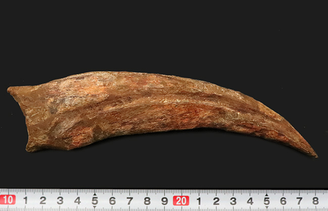 外弧計測20センチという衝撃……コレクションの中央に据えていただきたい！スピノサウルス（Spinosaurus）のハンドクロウ化石（その10）
