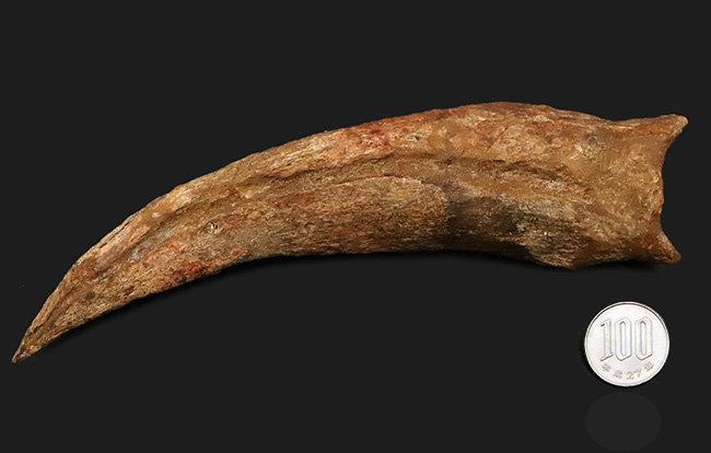 外弧計測20センチという衝撃……コレクションの中央に据えていただきたい！スピノサウルス（Spinosaurus）のハンドクロウ化石（その11）