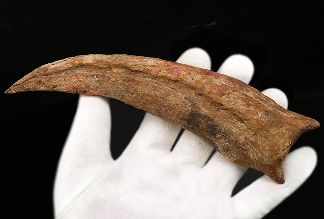 外弧計測20センチという衝撃……コレクションの中央に据えていただきたい！スピノサウルス（Spinosaurus）のハンドクロウ化石（その2）