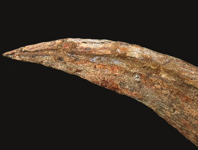 外弧計測20センチという衝撃……コレクションの中央に据えていただきたい！スピノサウルス（Spinosaurus）のハンドクロウ化石（その3）