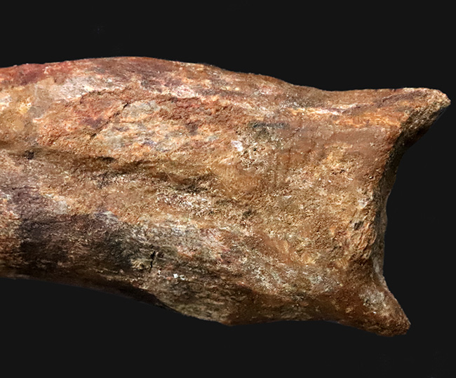 外弧計測20センチという衝撃……コレクションの中央に据えていただきたい！スピノサウルス（Spinosaurus）のハンドクロウ化石（その5）