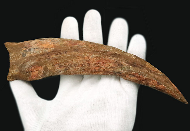 外弧計測20センチという衝撃……コレクションの中央に据えていただきたい！スピノサウルス（Spinosaurus）のハンドクロウ化石（その6）