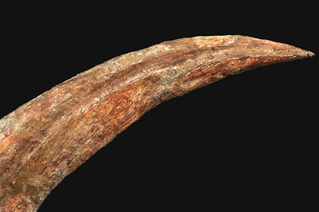 外弧計測20センチという衝撃……コレクションの中央に据えていただきたい！スピノサウルス（Spinosaurus）のハンドクロウ化石（その7）