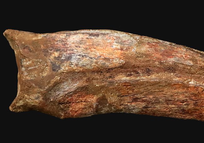 外弧計測20センチという衝撃……コレクションの中央に据えていただきたい！スピノサウルス（Spinosaurus）のハンドクロウ化石（その8）