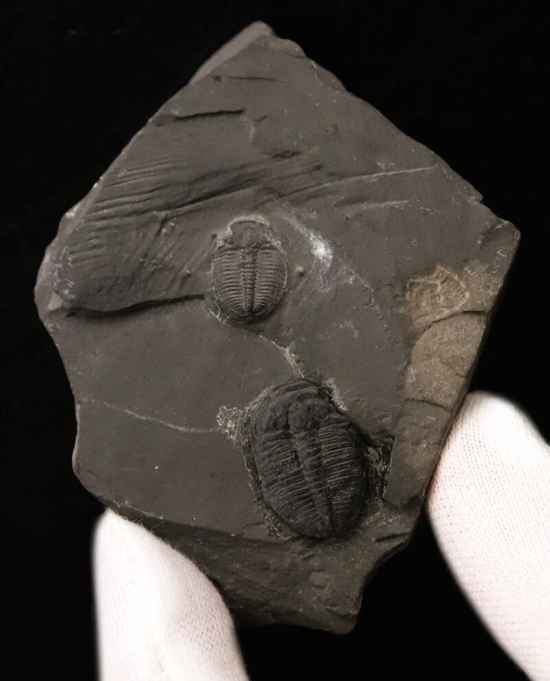 カンブリア爆発の海を巡る旅。約5億500万年前の三葉虫、エルラシア・キンギ（Elrathia kingii）が2体並んだマルチプルプレート（その1）